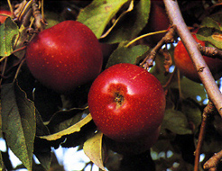 Manzanas